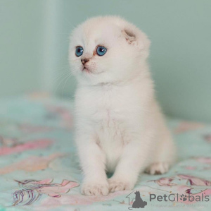 Photo №2 de l'annonce № 172913 de la vente scottish fold - acheter à Allemagne annonce privée