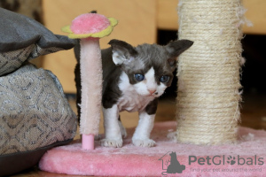 Photo №1. devon rex - à vendre en ville de Houston | 303€ | Annonce № 113471