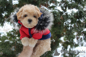 Photo №3. MaltiPoo mini chiots MaltiPoo. Ukraine