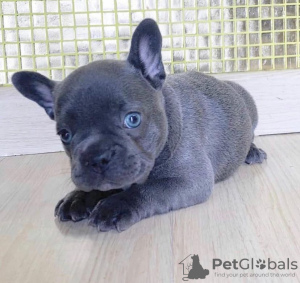 Photo №1. bouledogue - à vendre en ville de Varsovie | négocié | Annonce №77768