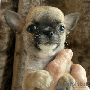 Photo №2 de l'annonce № 128994 de la vente chien bâtard - acheter à USA annonce privée, éleveur