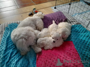 Photo №1. bichon maltais - à vendre en ville de Kansas City | 398€ | Annonce №87558