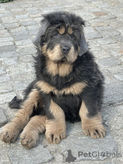 Photo №4. Je vais vendre dogue du tibet en ville de Wrocław. éleveur - prix - 1100€