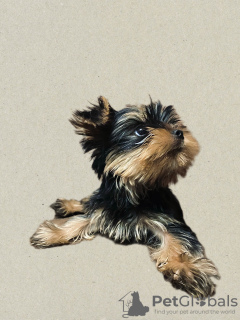 Photos supplémentaires: Chiots yorkshire terrier