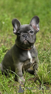 Photo №1. bouledogue - à vendre en ville de Rivière moscou | 1078€ | Annonce №169202