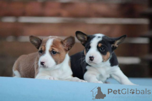 Photo №3. Chiens de basenji. Serbie