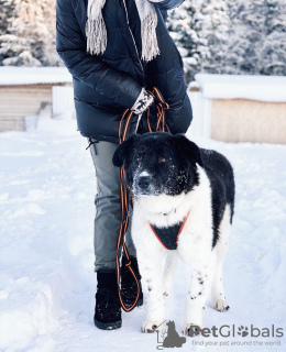 Photos supplémentaires: Polina, une chienne énergique, active et bienveillante, cherche sa maison !