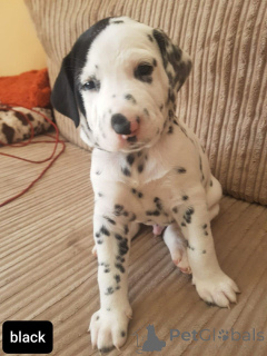Photo №1. dalmatien - à vendre en ville de Provenant | 1000€ | Annonce №164865