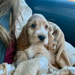 Photo №2 de l'annonce № 164091 de la vente cocker spaniel anglais - acheter à Belgique annonce privée, éleveur