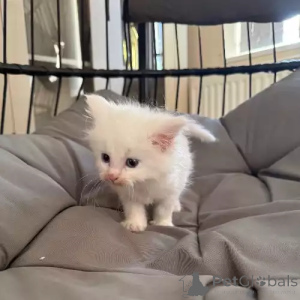 Photo №1. maine coon - à vendre en ville de Leonberg | 380€ | Annonce № 167263