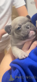 Photo №2 de l'annonce № 161238 de la vente bouledogue - acheter à USA annonce privée