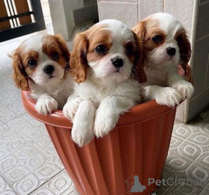 Photo №1. cavalier king charles spaniel - à vendre en ville de Athènes | négocié | Annonce №172526