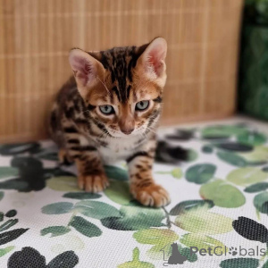 Photo №1.  - à vendre en ville de Bergame | Gratuit | Annonce №163651