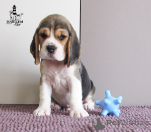 Photo №1. beagle - à vendre en ville de Приморск | 700€ | Annonce №13134