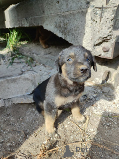 Photo №1. chien bâtard - à vendre en ville de Minsk | Gratuit | Annonce №174486