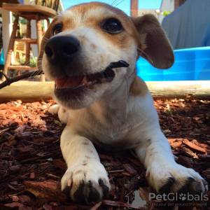 Photo №2 de l'annonce № 78842 de la vente jack russell terrier - acheter à Suède annonce privée