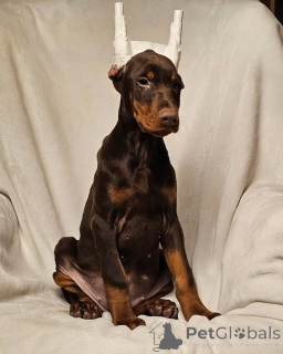 Photo №2 de l'annonce № 138743 de la vente dobermann - acheter à Allemagne annonce privée