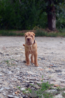 Photo №3. Garçon de Shar Pei - Shar Pei poika. La finlande