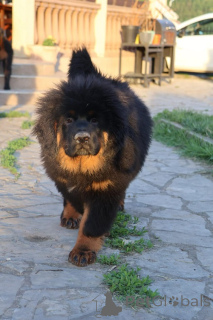 Photo №3. Chiots Dogue du Tibet. Serbie