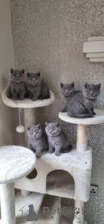 Photo №1. british shorthair - à vendre en ville de Culemborg | négocié | Annonce № 168412