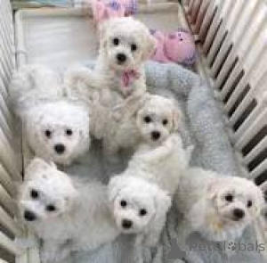 Photo №1. bichon maltais - à vendre en ville de Bruxelles | 700€ | Annonce №166599