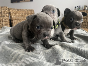 Photo №1. bouledogue - à vendre en ville de Minsk | 270€ | Annonce №128269