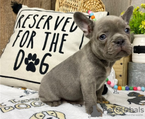 Photo №1. chien bâtard - à vendre en ville de Bruxelles | Gratuit | Annonce №37362