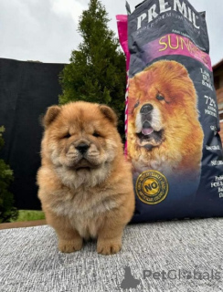 Photos supplémentaires: Chiots Chow-Chow