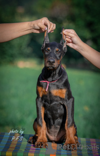 Photo №3. Chiots Doberman à vendre. Serbie