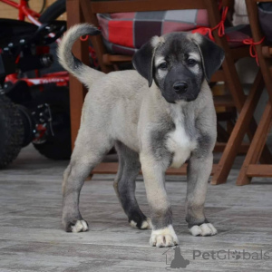 Photo №1. chien bâtard - à vendre en ville de Melbourne | négocié | Annonce №143149