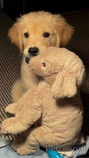 Photo №2 de l'annonce № 164746 de la vente golden retriever - acheter à France annonce privée, éleveur
