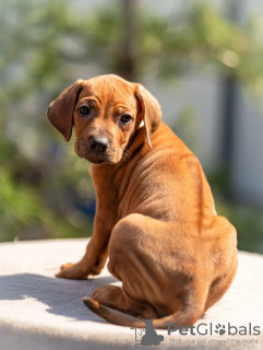 Photos supplémentaires: Chiots Rhodesian Ridgeback