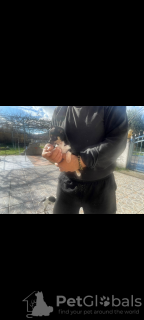 Photo №2 de l'annonce № 133060 de la vente chihuahua - acheter à Grèce annonce privée