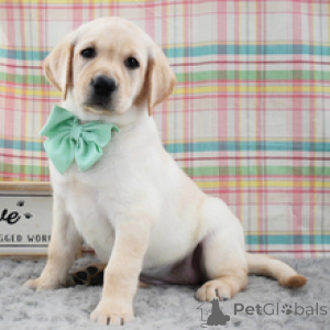 Photo №2 de l'annonce № 172780 de la vente labrador retriever - acheter à Allemagne annonce privée