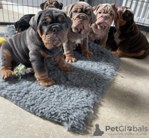 Photo №1. bulldog anglais - à vendre en ville de Ylöjärvi | Gratuit | Annonce №128361