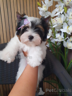 Photo №3. Je suggère d'acheter un chiot Biewer Yorkie, une race hypoallergénique.. Georgia
