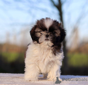 Photo №2 de l'annonce № 162513 de la vente shih tzu - acheter à France annonce privée