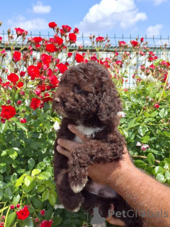 Photo №1. chien d'eau romagnol - à vendre en ville de Nouveau jardin | négocié | Annonce №169521