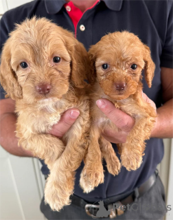 Photo №1. chien bâtard - à vendre en ville de Dudedorf | 350€ | Annonce №153447