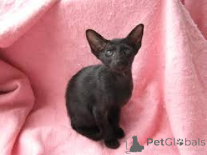 Photo №2 de l'annonce № 172696 de la vente oriental shorthair - acheter à Belgique annonce privée, éleveur