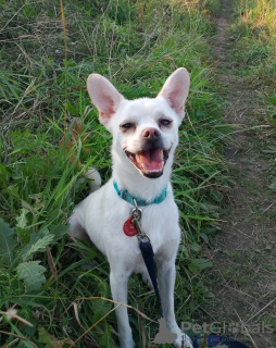 Photos supplémentaires: Chien calme et très beau, 1 an