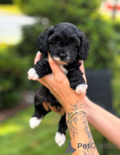 Photo №1. cavalier king charles spaniel - à vendre en ville de Floride | négocié | Annonce №154268