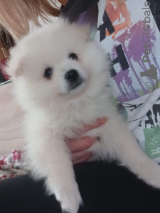 Photo №4. Je vais vendre spitz allemand en ville de Petrinja. annonce privée - prix - 600€