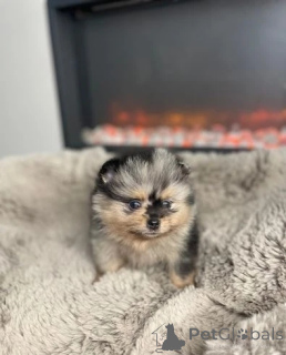 Photo №2 de l'annonce № 143773 de la vente spitz nain - acheter à L'Autriche éleveur