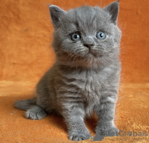 Photo №2 de l'annonce № 98186 de la vente british shorthair - acheter à USA annonce privée