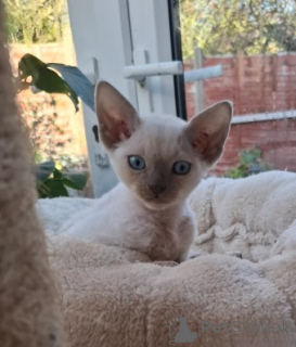 Photo №1. devon rex - à vendre en ville de Berlin | négocié | Annonce № 160346