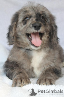 Photo №2 de l'annonce № 170563 de la vente chien bâtard - acheter à Costa Rica éleveur