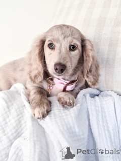 Photo №1. teckel - à vendre en ville de Berlin | négocié | Annonce №144656