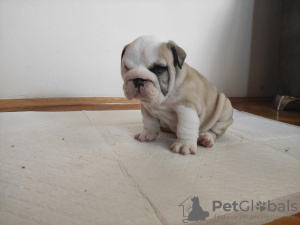 Photo №3. Bulldog anglais. Serbie