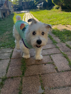 Photo №2 de l'annonce № 171689 de la vente jack russell terrier - acheter à Suisse annonce privée